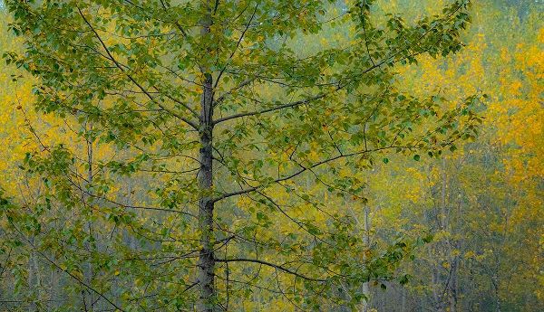Gulin, Sylvia 아티스트의 USA-Washington State-Preston with Cottonwoods in fall color작품입니다.